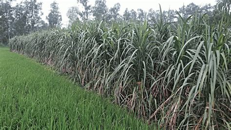 New Sugarcane Prices Perk Up Farmers Sugarcane Cultivation In