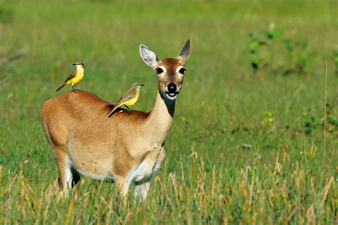 Exposi O Fotogr Fica Biodiversidade Anos Wwf Brasil Wwf Brasil