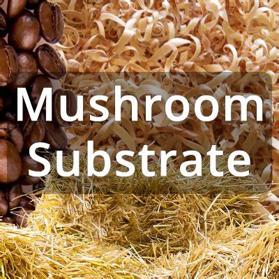 What is Mushroom Substrate? - Funguys Gourmet