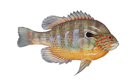 Panfish | Species Breakdown