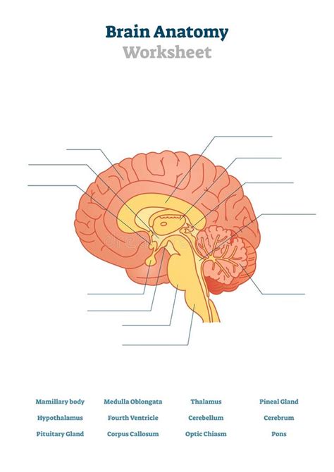 Leere Anatomie Zahl Vorderansicht Stock Abbildung Illustration Von