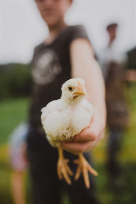 How to Care for Baby Chicks - Abundant Permaculture