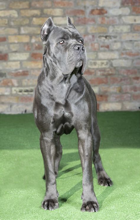 Bronson (Reserved) | Cane corso dog, Corso dog, Blue cane corso puppies