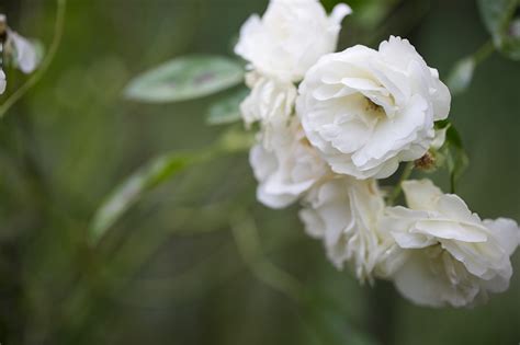 Beautiful White Flowers | Emilia Jane Photography: Chicago & NYC Wedding Photography