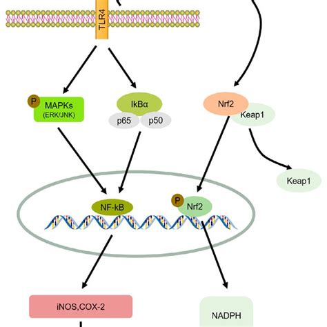 The Anti Inflammatory Mechanisms Of M Oleifera Schematic Diagram