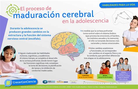 Ciencia Unam On Twitter ¿qué Sucede En El Cerebro De Las Y Los