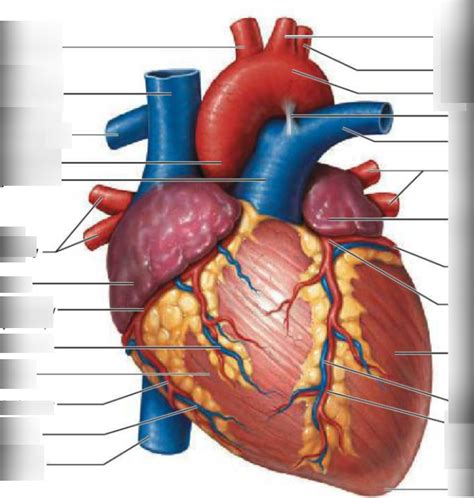 Heart Anterior View Diagram Quizlet