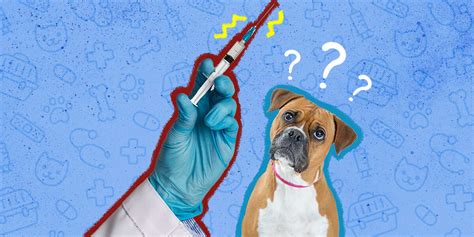 What You Need To Know About The Bordetella Vaccine For Dogs - DodoWell ...