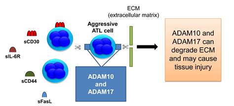 Shedding By ADAM10 And ADAM17 Is Associated With Progression Of Adult T