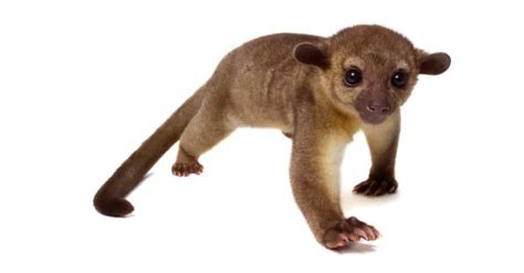 10 Incredible Kinkajou Facts Wikipoint Wiki Point