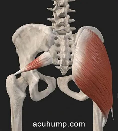 Piriformis Muscle Origins and Insertions - Acu-hump Blog