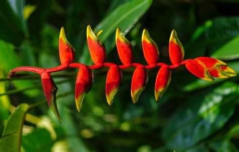 Heliconia Rostrata Guia Sobre Essa Planta Diferenciada