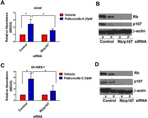 Knockdown Of Rb And P Suppresses The Palbociclib Mediated Induction