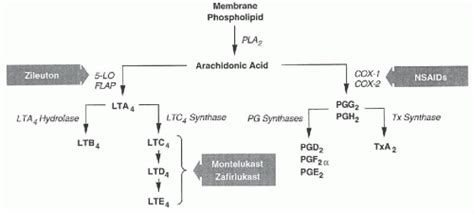 Immediate Hypersensitivity Approach To Diagnosis Oncohema Key