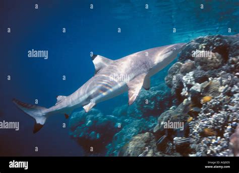 Blacktip Reef Shark Carcharhinus Melanopterus Swimming Up To The Shallow Water Reef Top Stock