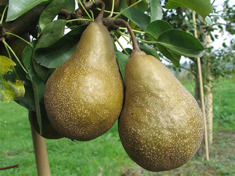 Poire à Cuire Grise De Wierre Au Bois Biodimestica