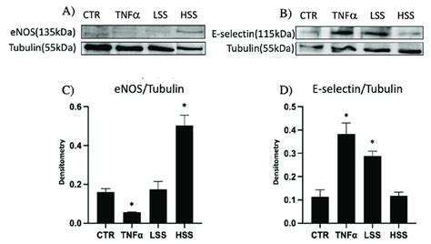 Western Blot Analysis Of Enos A And E Selectin B In Huvecs Cultured Download Scientific