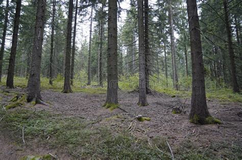 Coniferous Forest with Moss on the Tree Roots. Stock Photo - Image of lush, environment: 272967288