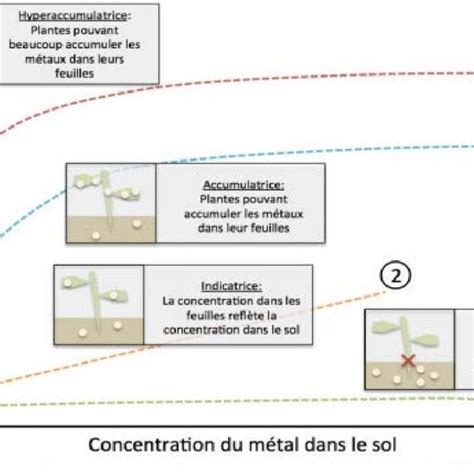 Courbe d étalonnage d acide gallique pour le dosage des phénols totaux