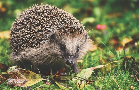 Memahami Pembagian Kelompok Wilayah Persebaran Fauna Di Indonesia