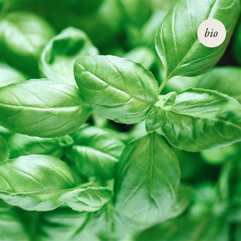 Basil Leaves With The Word Bio Written On Them