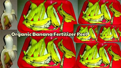 Banana Peel Fertilizer Free Organic Banana Peel Fertilizer For All Plants Youtube