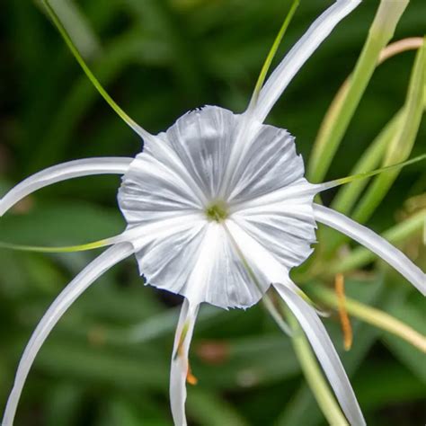 Spider Lily Flower Symbolic Meaning