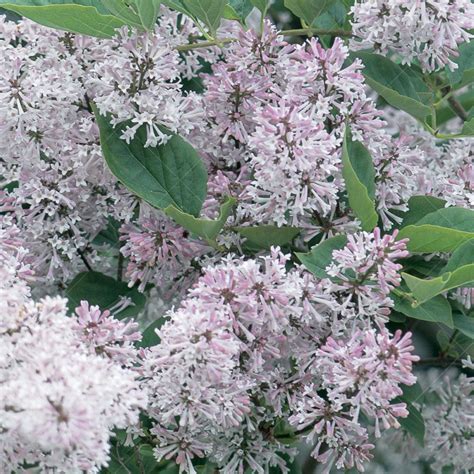 Lilac Shrubs - Sheridan Nurseries Online