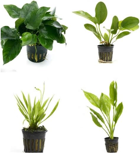 Potted Live Aquarium Plants Bundle Easy And Snail Free