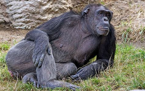 Le Chimpanz Un Grand Singe Menac Chimpanz Grand Singe Animaux