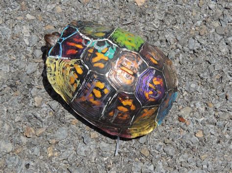 Painting Turtle Shell At Explore Collection Of