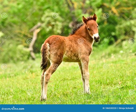 An Awesome And Cute Newborn Chestnut Foal Of An Icelandic Horse Is