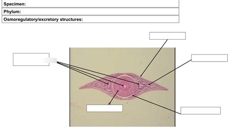 Bio Lab Practical Diagram Quizlet