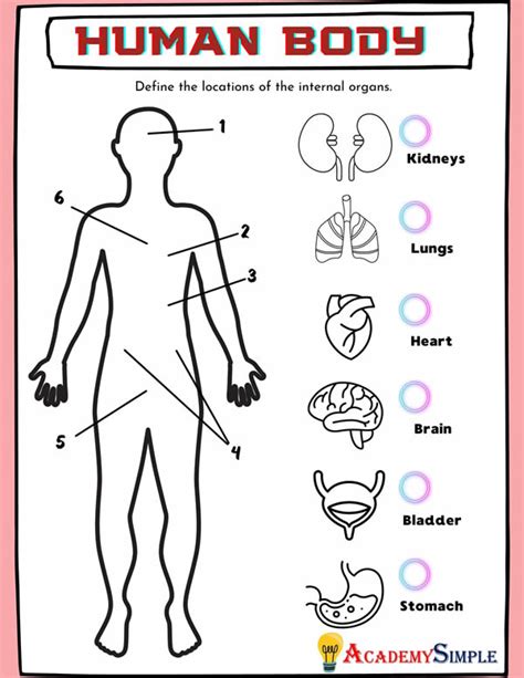 Internal Organs Worksheet For Grade 2 Pdf