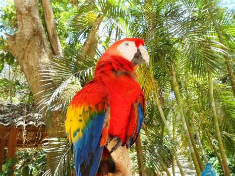 Macaw Mountain Bird Park And Nature Reserve Copán Lohnt Es Sich