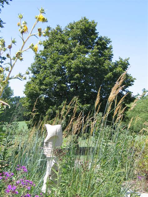 Three Benefits Of Native Plant Roots Dyck Arboretum