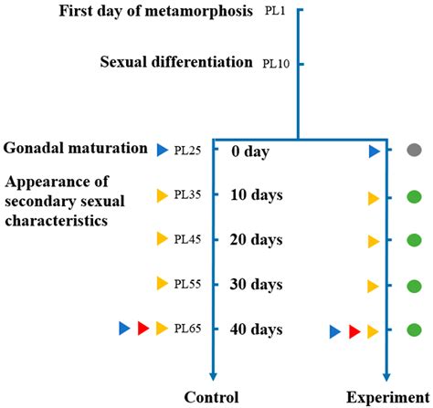 Sex Reversal Induced By Dietary Supplementation With 17α