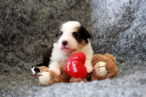 A Nestje Geboren Puppy S Jewel Fields Border Collies