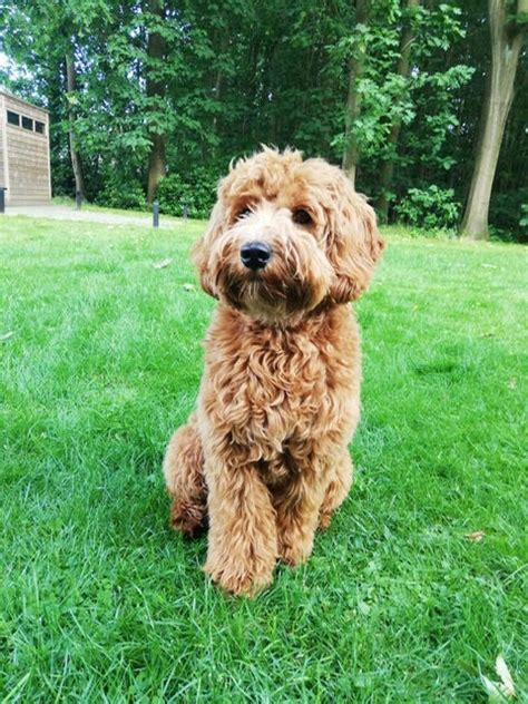 Onze Honden Wanderlust Australian Labradoodles