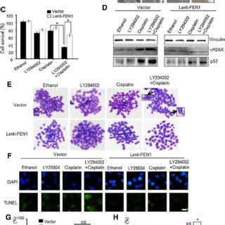 Fen Overexpression Rescued The Drug Resistance Of Cancer Cells To