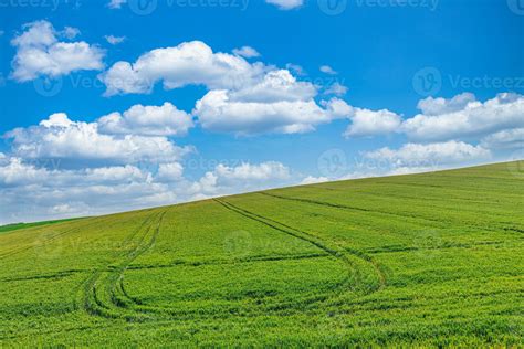 Green Field And Blue Sky Field Landscape Of Green Fresh Wheat Grass Meadow Warm Sunny Idyllic