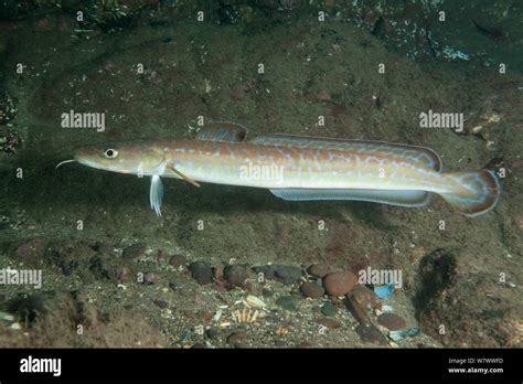 Ling Fish Hi Res Stock Photography And Images Alamy