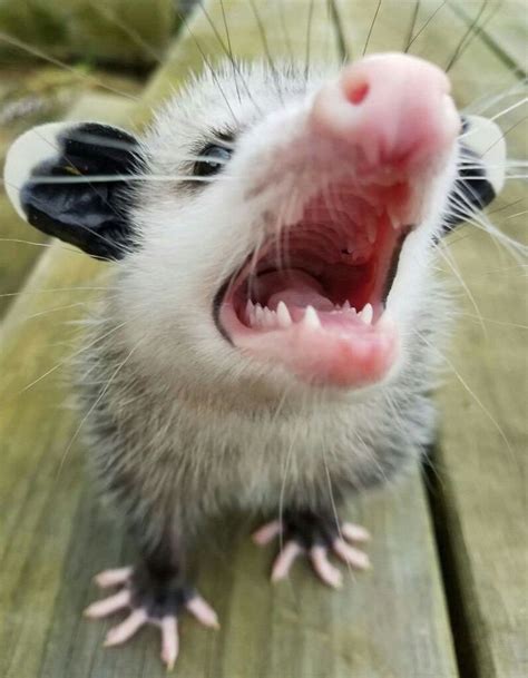 Possum Every Hour On Twitter Awesome Possum Opossum Possum