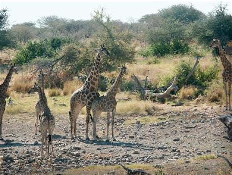 The Study Provides New Insight Into The Unique Sex Life Of Giraffes