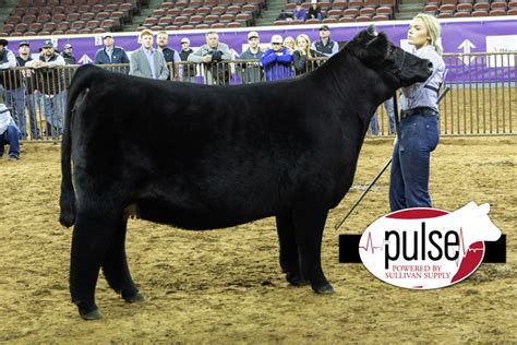 Cattlemens Congress Junior Top Females The Pulse