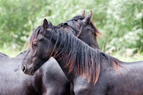 Black Horses Running Stock Photo Image Of Equestrian 4275794