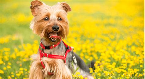 Mejor Alimentaci N Para Un Yorkshire Terrier My Vet Nutritionist