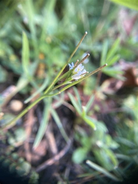 Hairy Bittercress From S Main St Colfax CA US On February 11 2024