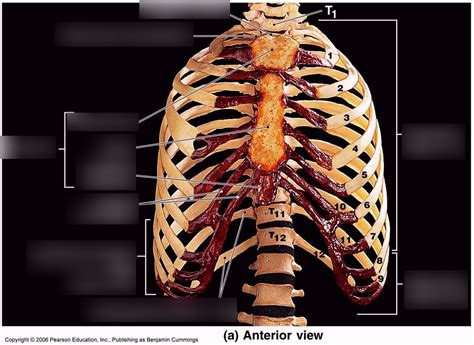 Rib Cage (bones and landmarks) Diagram | Quizlet