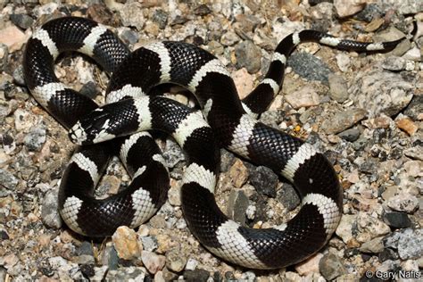 California Kingsnake Lampropeltis Californiae